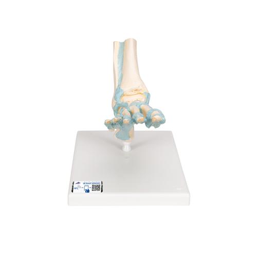 발목골격인대 모형 Foot Skeleton Model with Ligaments, 1000359 [M34], 관절 모형