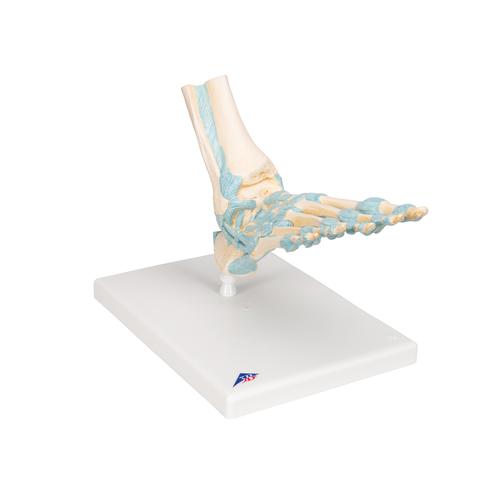 발목골격인대 모형 Foot Skeleton Model with Ligaments, 1000359 [M34], 관절 모형