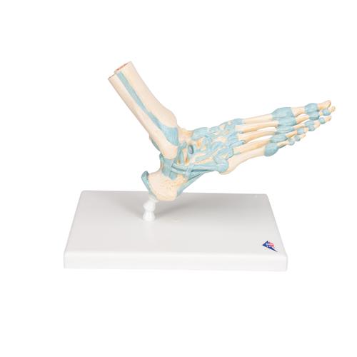 Modèle de squelette du pied avec ligaments, 1000359 [M34], Modèles d'articulations