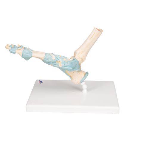 발목골격인대 모형 Foot Skeleton Model with Ligaments, 1000359 [M34], 관절 모형