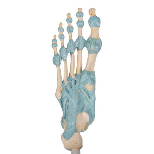 발목골격인대 모형 Foot Skeleton Model with Ligaments, 1000359 [M34], 관절 모형