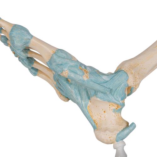 Modèle de squelette du pied avec ligaments, 1000359 [M34], Modèles d'articulations