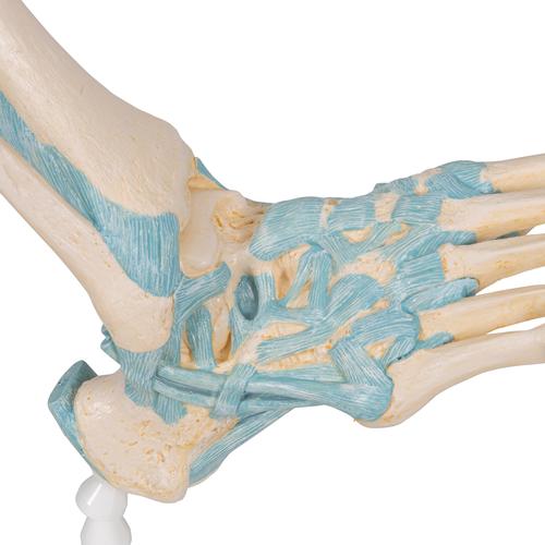 Modèle de squelette du pied avec ligaments, 1000359 [M34], Modèles d'articulations