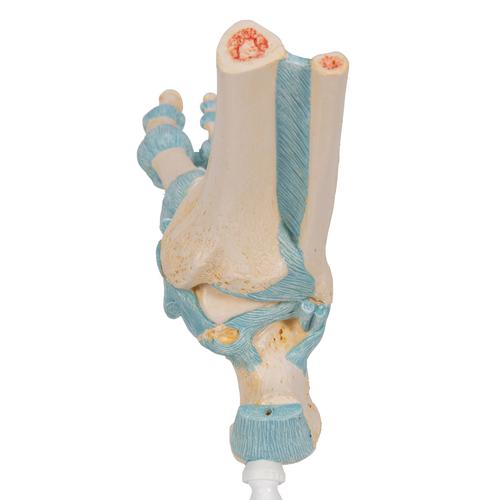 Modèle de squelette du pied avec ligaments, 1000359 [M34], Modèles d'articulations