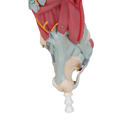 Foot Skeleton Model with Ligaments, 1000359 [M34], Leg and Foot Skeleton Models