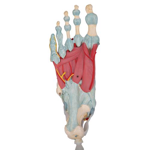 Foot Skeleton Model with Ligaments, 1000359 [M34], Joint Models