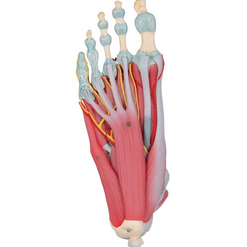 Foot Skeleton Model with Ligaments, 1000359 [M34], Leg and Foot Skeleton Models