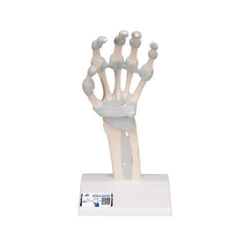 Huesos de la mano, con ligamentos elásticos, 1013683 [M36], Modelos de esqueleto de brazo y mano