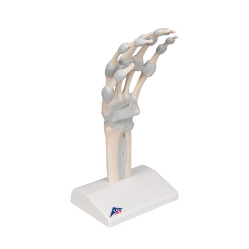 Hand Skeleton Model with Elastic Ligaments, 1013683 [M36], Arm and Hand Skeleton Models