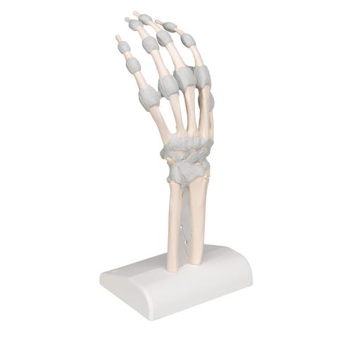 Huesos de la mano, con ligamentos elásticos, 1013683 [M36], Modelos de esqueleto de brazo y mano