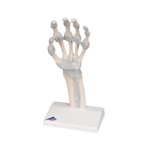 Huesos de la mano, con ligamentos elásticos, 1013683 [M36], Modelos de esqueleto de brazo y mano