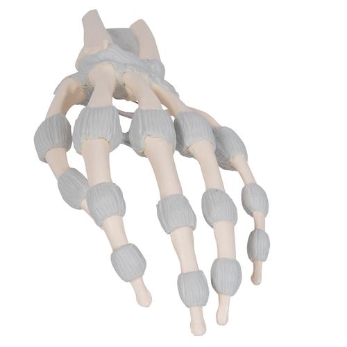 Huesos de la mano, con ligamentos elásticos, 1013683 [M36], Modelos de esqueleto de brazo y mano