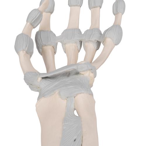 Huesos de la mano, con ligamentos elásticos, 1013683 [M36], Modelos de esqueleto de brazo y mano