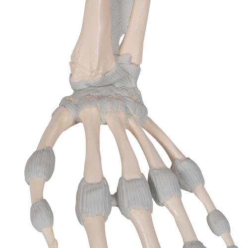 Huesos de la mano, con ligamentos elásticos, 1013683 [M36], Modelos de esqueleto de brazo y mano