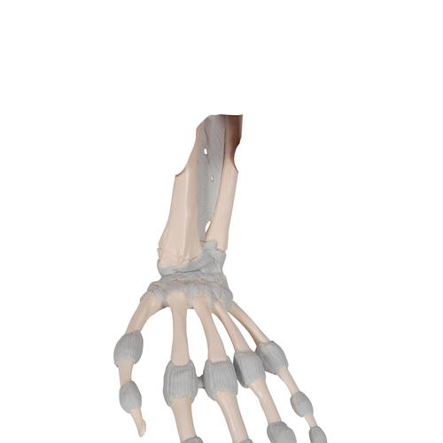 Huesos de la mano, con ligamentos elásticos, 1013683 [M36], Modelos de esqueleto de brazo y mano