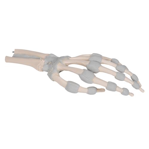 Hand Skeleton Model with Elastic Ligaments, 1013683 [M36], Arm and Hand Skeleton Models