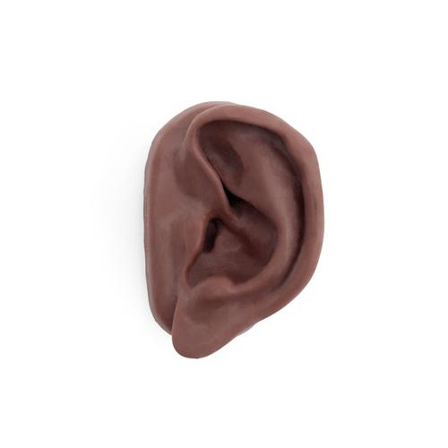 침술 귀모형(왼쪽) Acupuncture Ear, left, dark skin, 1024390 [N15/1LD], 침술 차트 및 모형