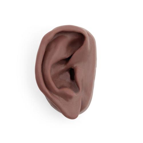 침술 귀모형(오른쪽) Acupuncture Ear, right, dark skin, 1024484 [N15/1RD], 침술 차트 및 모형