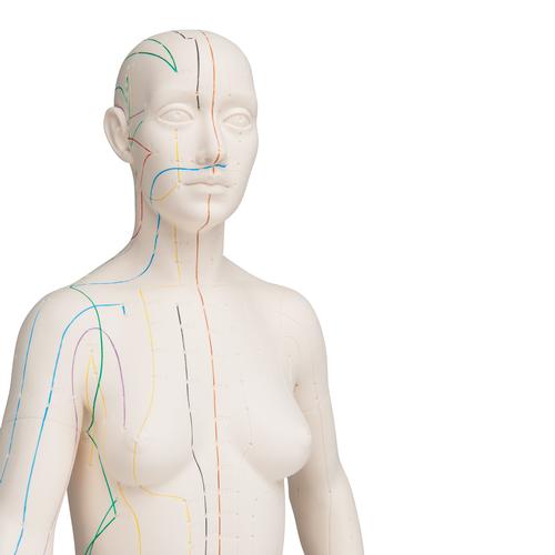 Modelo de cuerpo humano para acupuntura 3B (femenino) - 1000379 - N31 -  Modelos - 3B Scientific