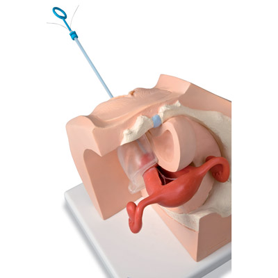 Model for GynaecologicalPatient Education, 1013705 [P53], Obstetrics