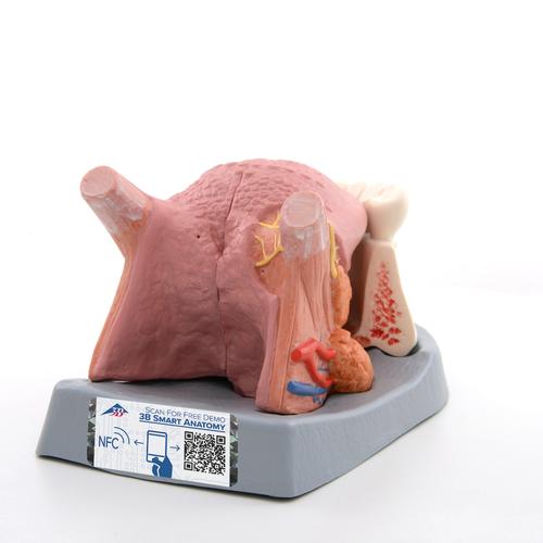 Tongue Model, 2.5 times Life-Size, 4 part, 1002502 [T12010], Dental Models