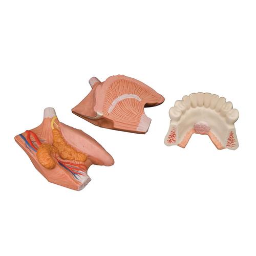 Tongue Model, 2.5 times Life-Size, 4 part, 1002502 [T12010], Dental Models