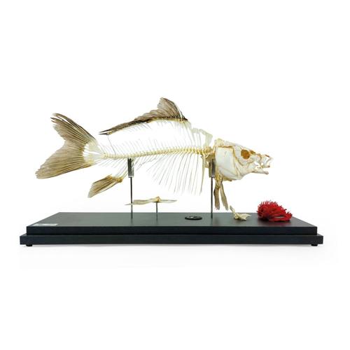 Carp Skeleton (Cyprinus carpio), Specimen, 1025473 [T300012], Fish