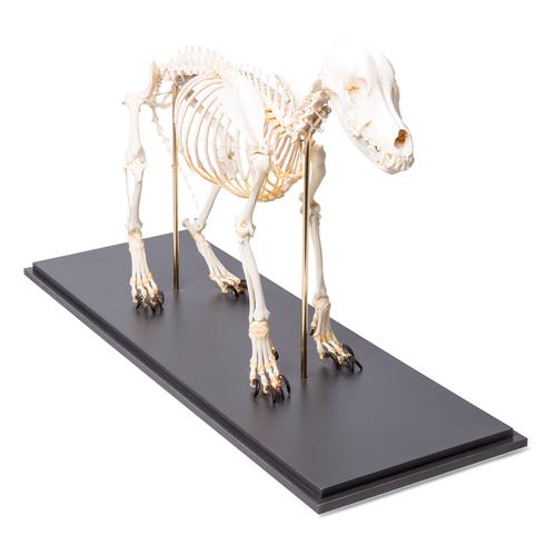 Dog Skeleton (Canis lupus familiaris), Size M, Specimen - 1020988 -  T300091M - Predators (Carnivora) - 3B Scientific