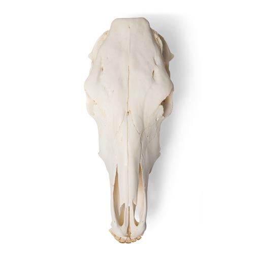 Череп коровы (Bos taurus), без рогов, препарат, 1020977 [T300151w/o], Скелеты сельскохозяйственных животных