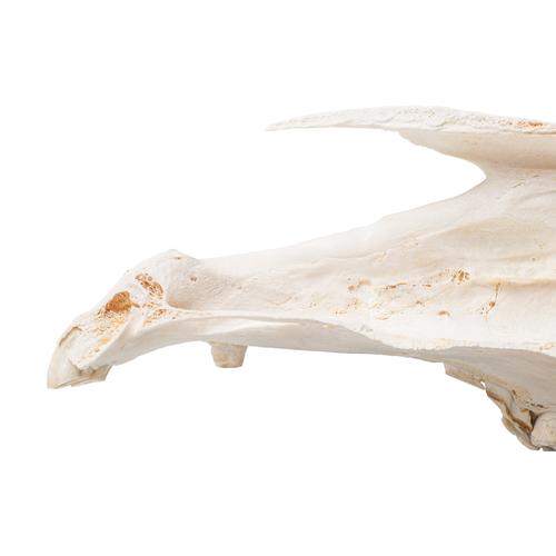 Половина черепа лошади (Equus ferus ­caballus), препарат, 1021008 [T300172], Скелеты сельскохозяйственных животных