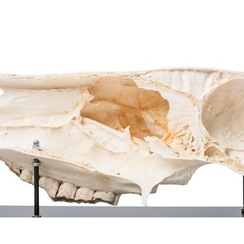 Половина черепа лошади (Equus ferus ­caballus), препарат, 1021008 [T300172], Скелеты сельскохозяйственных животных