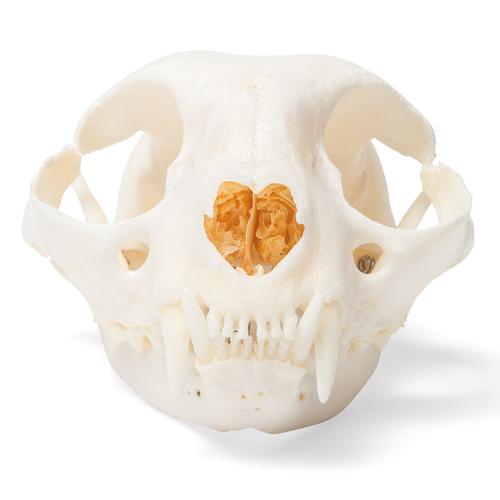 Cat Skull (Felis catus), Specimen, 1020972 [T300201], 口腔