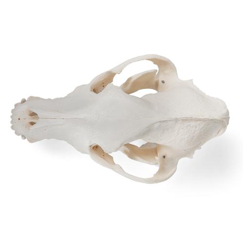 Dog Skeleton (Canis lupus familiaris), Size L, Flexibly Mounted, Specimen -  1020991 - T300401L - Predators (Carnivora) - 3B Scientific