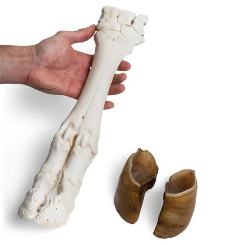 Bovine foot (Bos taurus), specimen, 1021063 [T300311], 比较解剖学