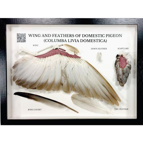 Pigeon Wing and Feathers (Columba livia domestica), Specimen, 1021041 [T300331], Kuşlar