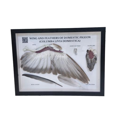 Conjunto "Asas e penas de pombo (Columba palumbus)", preparado, 1021041 [T300331], Pássaros