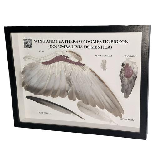 Pigeon Wing and Feathers (Columba palumbus), Specimen, 1021041 [T300331], Ornithology (Ornithology)