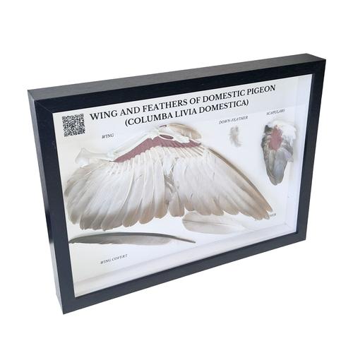 Kit « Ailes et plumes de pigeon ramier (Columba palumbus) », modèle, 1021041 [T300331], Oiseaux