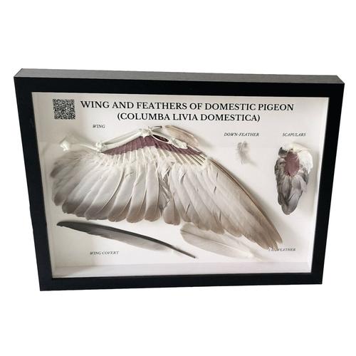 Pigeon Wing and Feathers (Columba palumbus), Specimen, 1021041 [T300331], Ornithology (Ornithology)