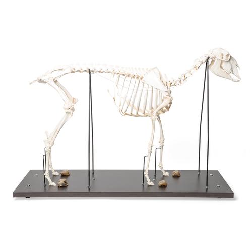Скелет домашней овцы (Ovis aries), овца, препарат, 1021024 [T300361f], Скелеты сельскохозяйственных животных