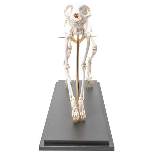 Cat Skeleton (Felis catus), Flexibly Mounted, Specimen, 1020970 [T300391], 食肉动物
