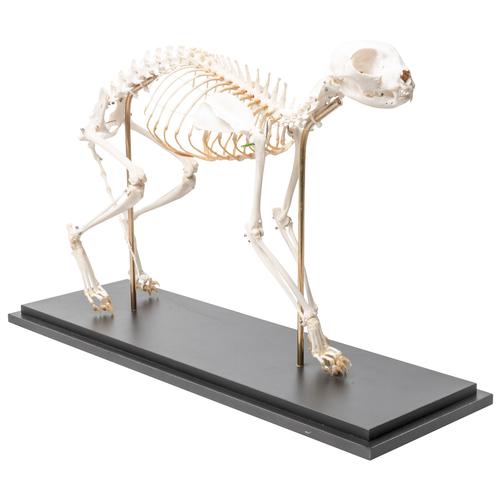 Cat Skeleton (Felis catus), Flexibly Mounted, Specimen, 1020970 [T300391], 宠物