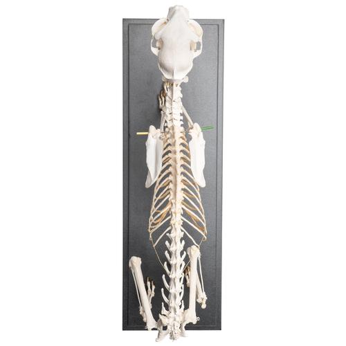 Cat Skeleton (Felis catus), Flexibly Mounted, Specimen, 1020970 [T300391], 宠物