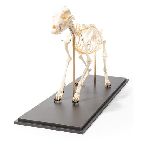 Dog Skeleton (Canis lupus familiaris), Size M, Flexibly Mounted, Specimen, 1020990 [T300401M], 포식동물