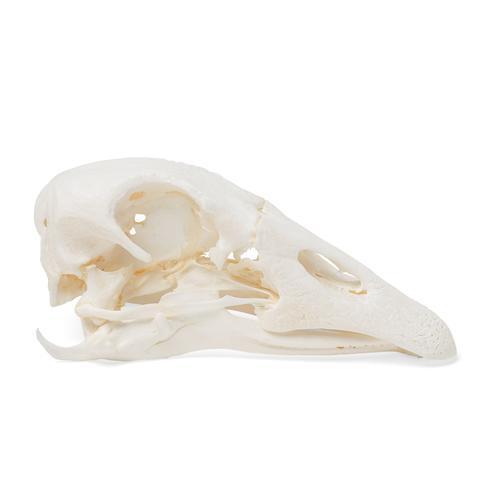 Goose Skull (Anser anser domesticus), Specimen, 1021035 [T30042], 鸟类