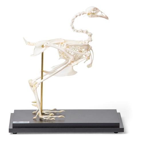 Pheasant skeleton (Phasianus colchicus), articulated - 1021030 ...