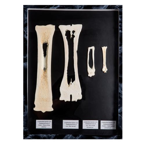 Comparison of longitudinal section of metatarsal bones, 1021047 [T30055], Comparative Anatomy