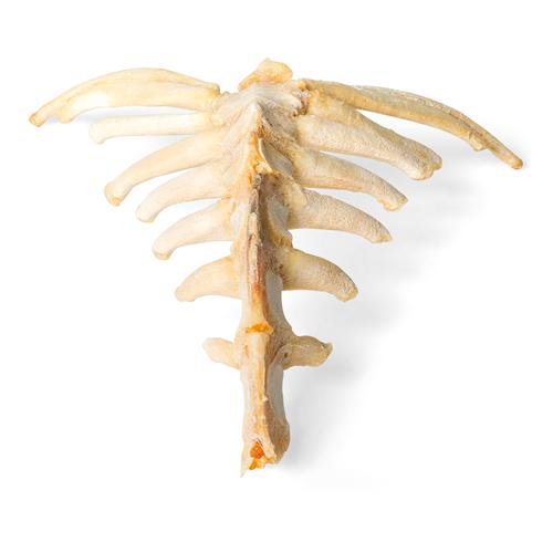 Лошадь (Equus ferus caballus), грудина, 1021055 [T30059], Кости и скелеты животных