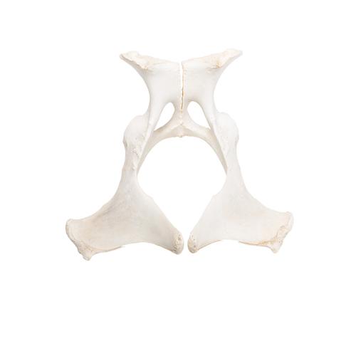Horse (Equus ferus caballus), pelvis, 1021056 [T30060], 骨学