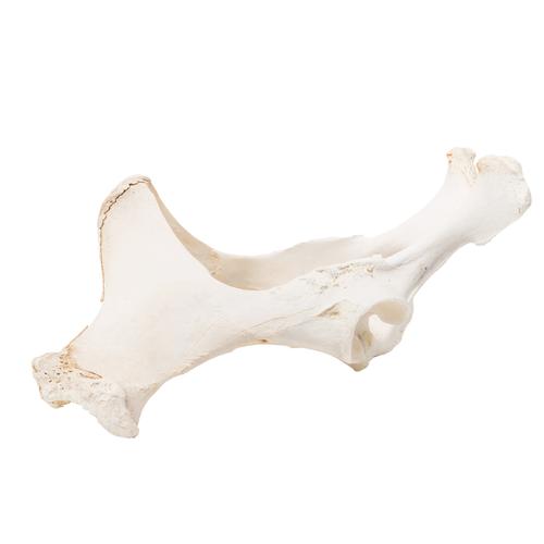 Horse (Equus ferus caballus), pelvis, 1021056 [T30060], 骨学
